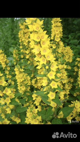 Малина, Вербейник точечный