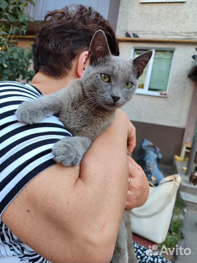 Котик мальчик