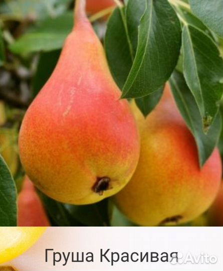 Саженцы груши