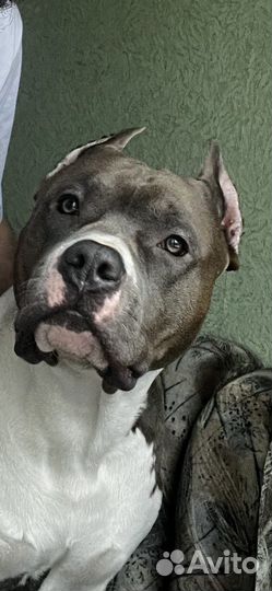 Вязка американский стаффорширский терьер