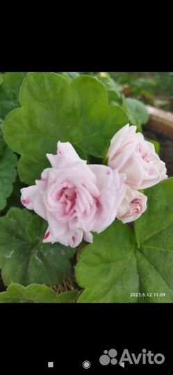 Пеларгония герань сортовая Леди Гертруда