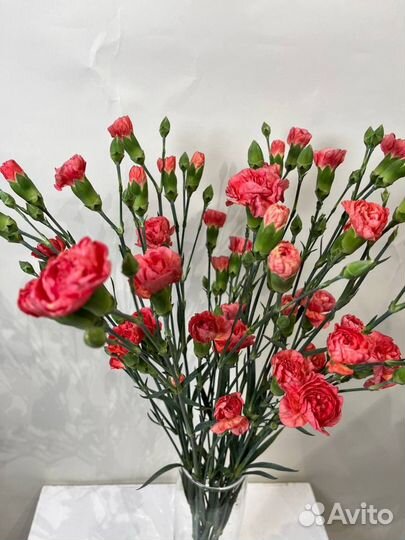 Цветы гвоздика оптом