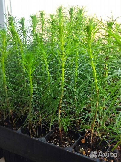 Сеянцы сосны и ели зкс