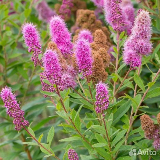 Спирея билларда