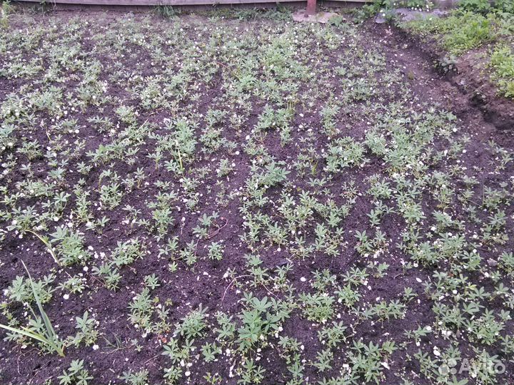 Корни лапчатки белой