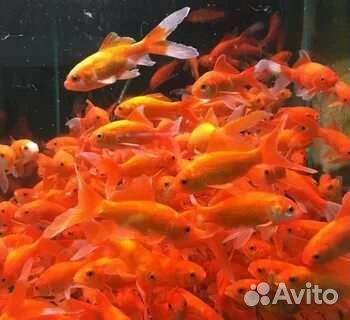 Красный карась