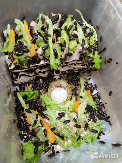 Мраморный таракан