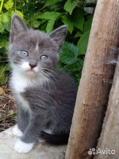 Котёнок-девочка. Ищу семью