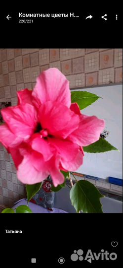 Сортовые гибискусы