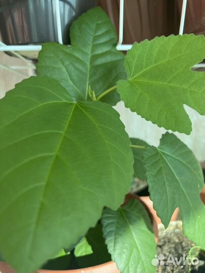 Рассада Инжир