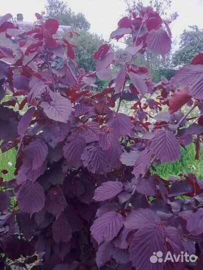 Орех фундук краснолистный