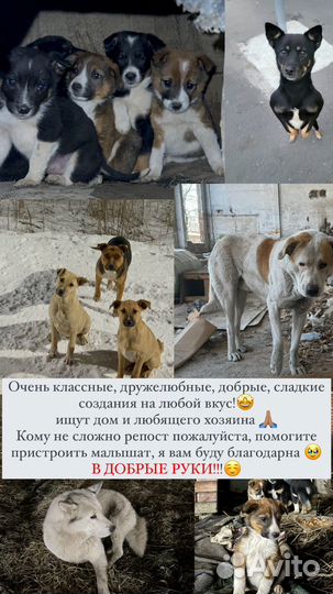 Собаки в добрые руки