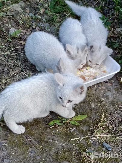 Котята в добрые руки бесплатно