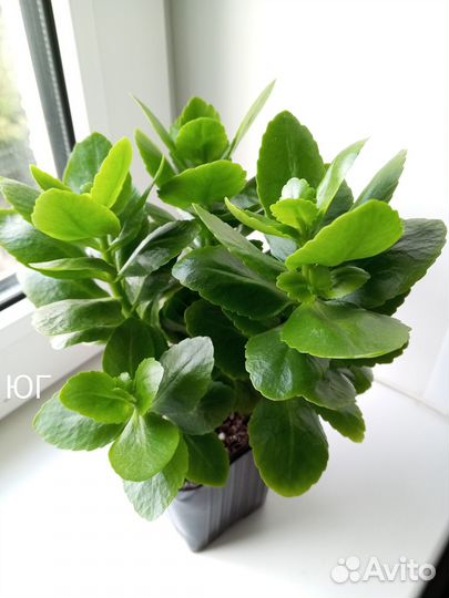 Каланхоэ - комнатные цветы