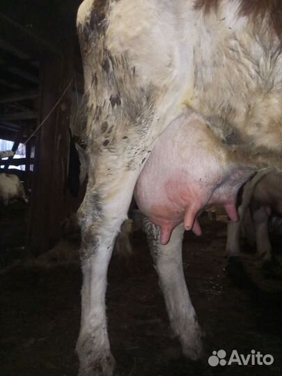 Корова дойная
