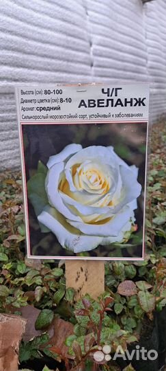 Роза