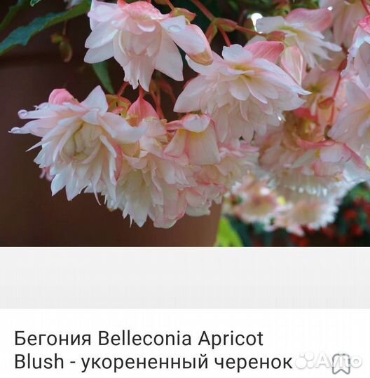 Ампельная бегония беллекония