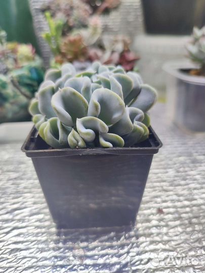 Суккуленты