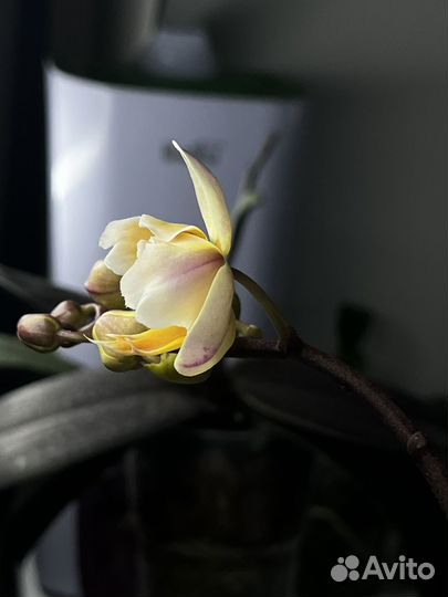 Орхидея фаленопсис пелорик