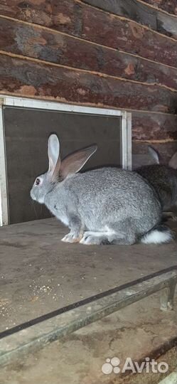 Кролики мясных пород