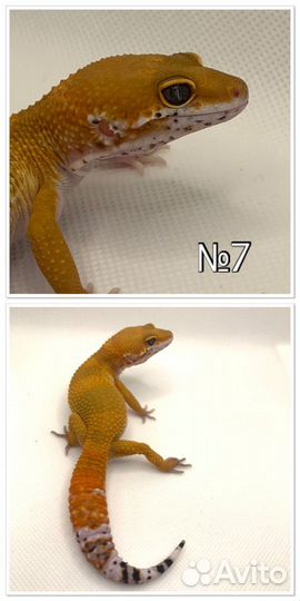 Эублефар малыши