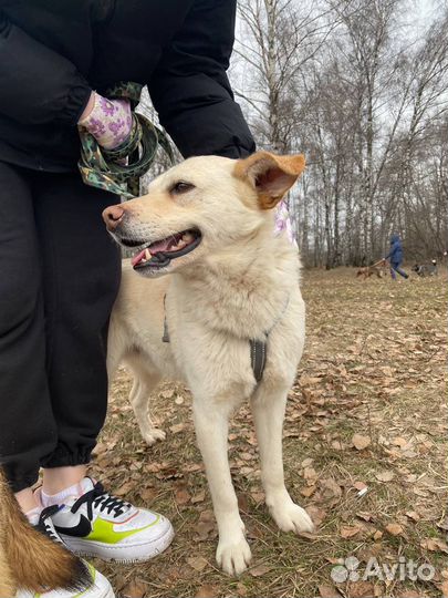 Добрый Сахарок ищет дом
