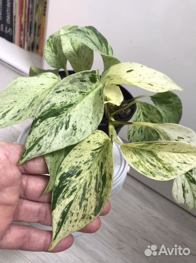 Сциндапсус Марбл Квин (Marble Queen)