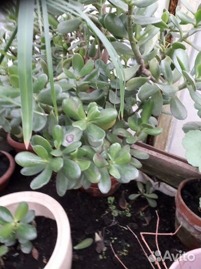 Комнатные цветы шефлера