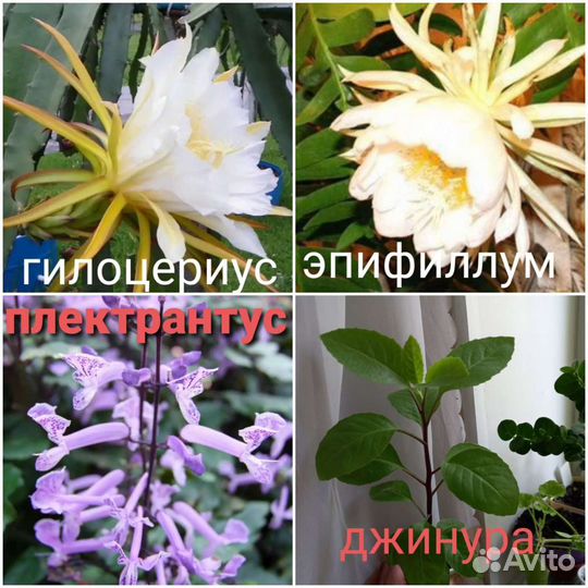 Эсхинантус Гибискус Жасмин Джинура Антуриум и др