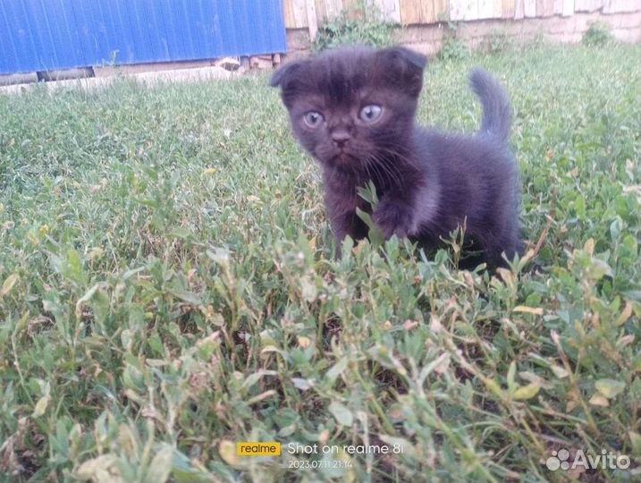 Кошки шотландцы