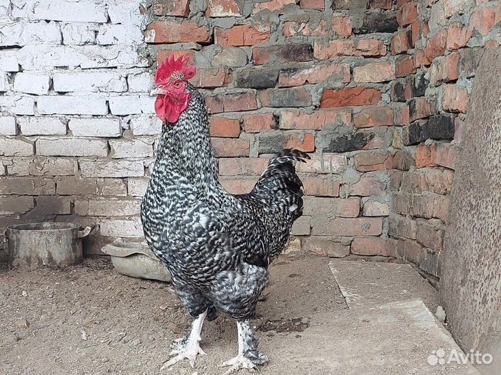 Молодые петухи