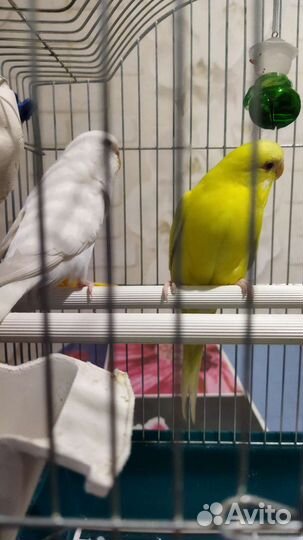 Попугайчики