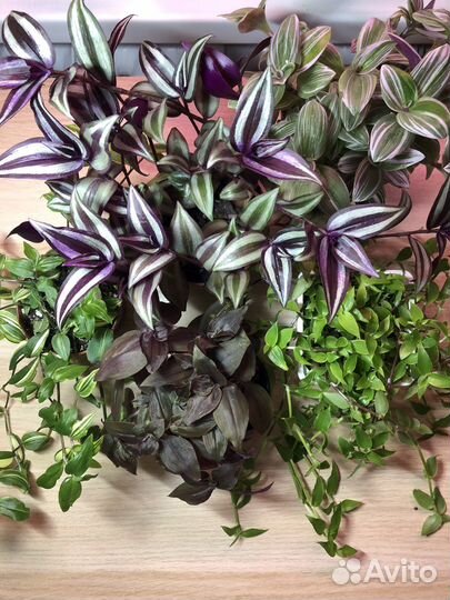 Традесканция