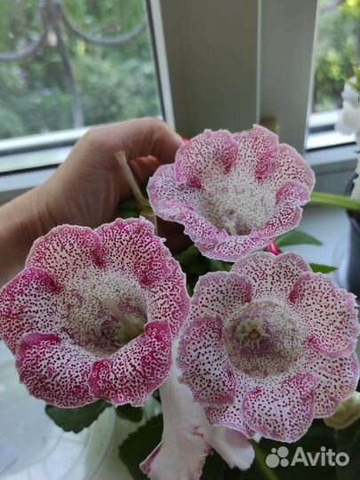 Глоксинии сортовые