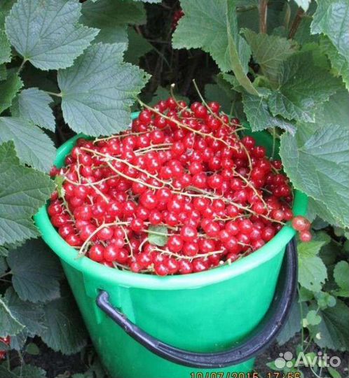 Обмен Красной смородины на курей несушек