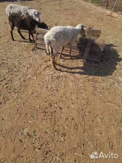 Овцы ягнята
