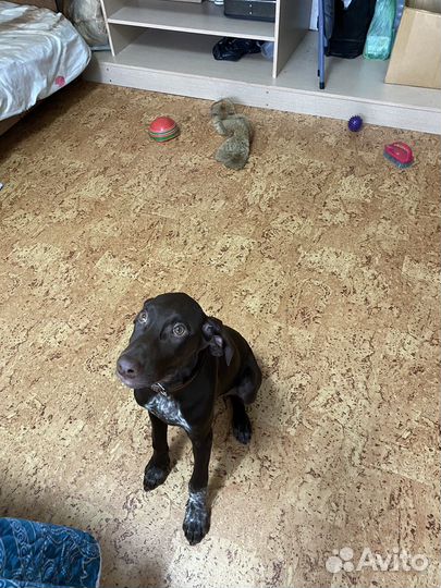 Курцхаар щенок