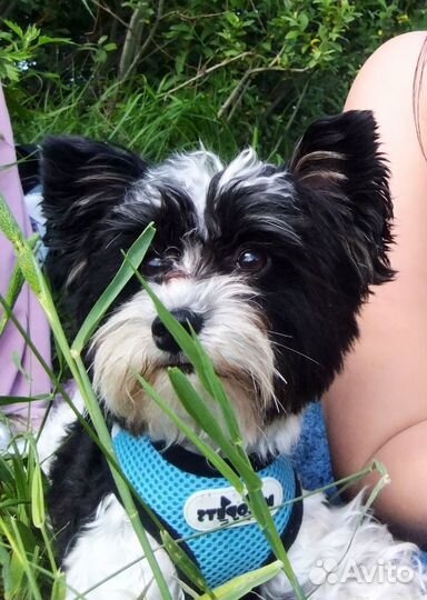 Бивер - Йорк. Вязка