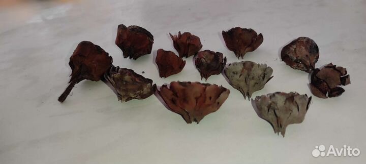 Розочки шишек кедра+ секвойи