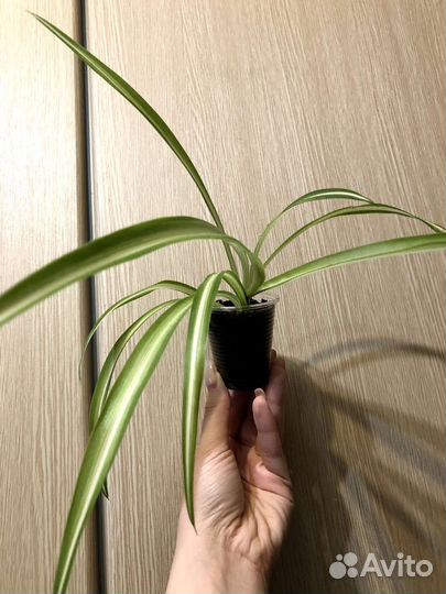 Хлорофитум 