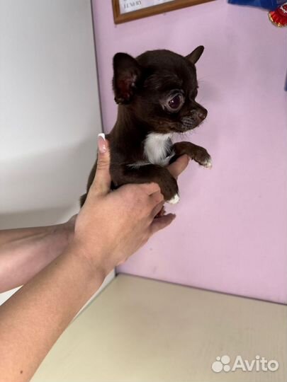 Последний микро малыш