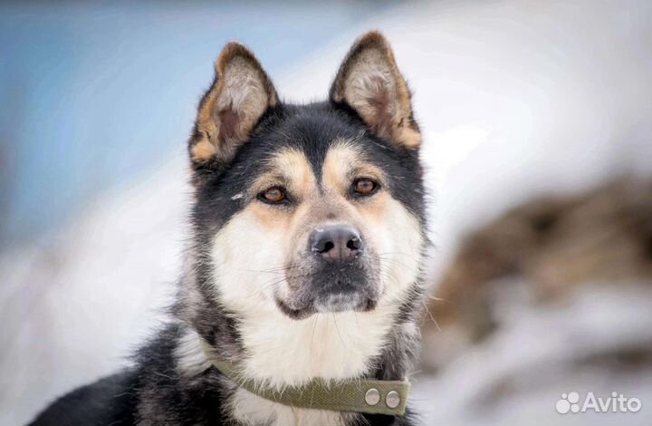 Пёс в добрые руки