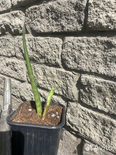 Сансевьера plen passport