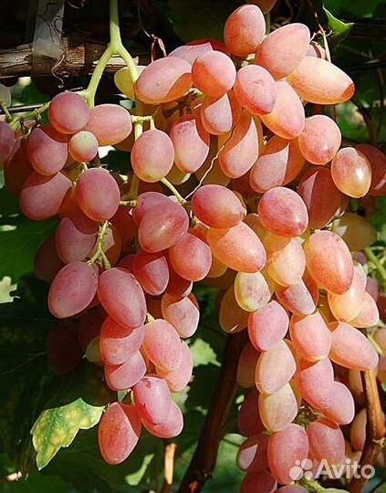 Виноград, саженцы