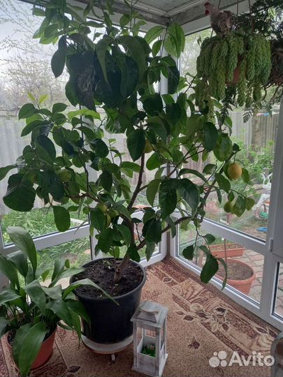 Лимонное дерево с плодами