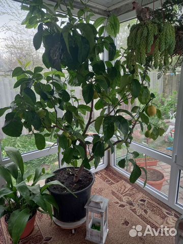 Лимонное дерево с плодами