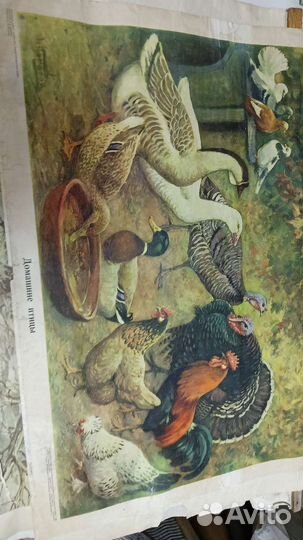 Плакаты по зоологии СССР