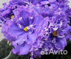 Укоренённые листья сортовых фиалок