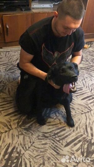 Отдам лабрадора