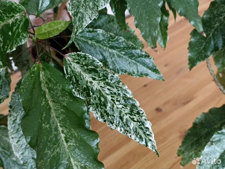 Гибискус пестролистный